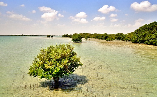 Qué son los manglares de Qatar: un rincón sustentable en medio del desierto 3 manglares de qatar