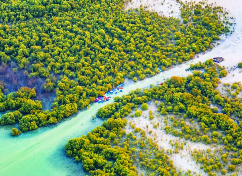 Qué son los manglares de Qatar: un rincón sustentable en medio del desierto 4 manglares de qatar