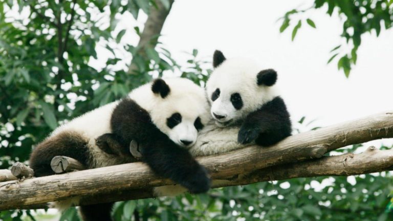 panda