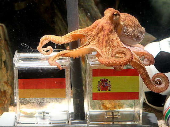 Qatar 2022: los osos panda que predicen los resultados del Mundial 4 pulpo paul sudafrica 2010