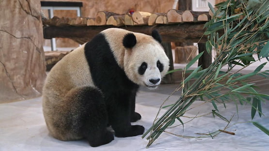 Qatar 2022: los osos panda que predicen los resultados del Mundial 3 osos panda predicen resultados qatar 2022